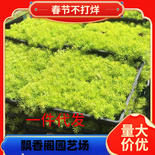 һ�����l��ײ������ͥԺ�G����Ƥ�l���~��ײ��ͺ��͟��ͺ�