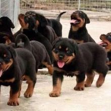 ���N�_���{��Ȯ���w�����o�lȮ�_���{�������]Ѫ�y�_���{��ϵ��ϵ