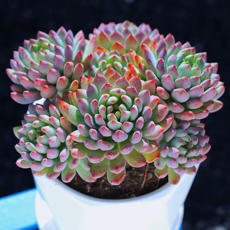 인기 있는 블루애플 오래된 더미는 7개부터 시작됩니다(화분이 있는 플라스틱 화분은 배송이 쉽습니다)