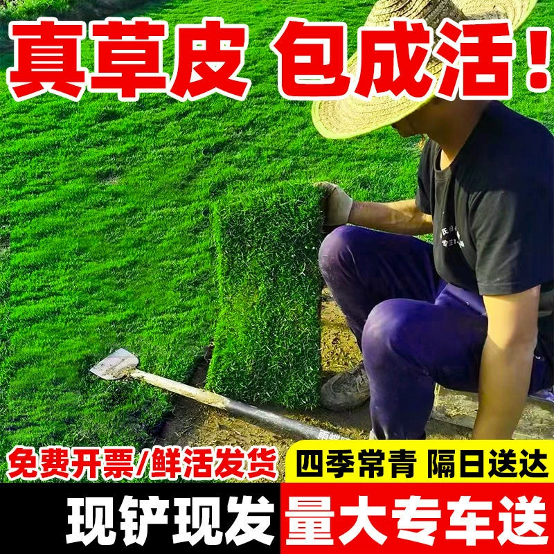 Натуральный газон с почвой для озеленения сада виллы, вечнозеленый газон для мини-гольфа, тайваньский газон, манильский газон с почвой.