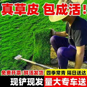 Grassive Lawn с грязной виллой сад сад, озеленение четыре сезона Qingguo Grass Tawwan трава манила