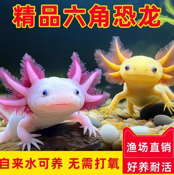 六角恐龙鱼冷水鱼蝾螈鱼缸水族宠物活体淡水好养易活观赏网红鱼