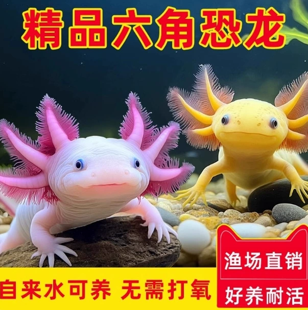 六角恐龙鱼冷 Aquatic fish, axolotl, fish tank, aquarium pet, live freshwater, easy to maintain, easy to live, ornamental internet celebrity fish