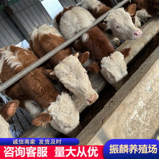 ���T����ţţ�� �����Sţ�Bֳ ��ľٝţ6-7���µ� �����Sţ�r��