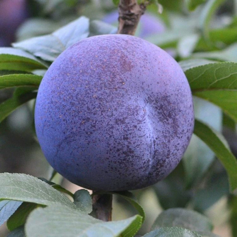 Большой черный сливы саженец черная ткань сливы саженец черный коричневый сливы прививки сливы саженец посадки фруктовых деревьев на севере и юге