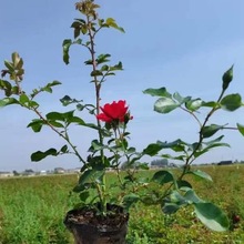 耐寒月季 东北苗圃绿化苗 小区公园 庭院景观观赏大花抗寒月季