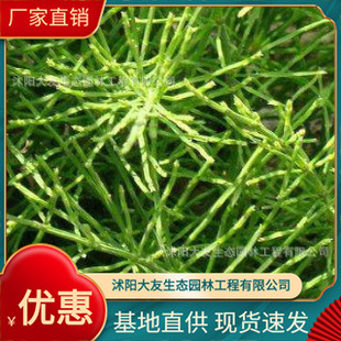 Wholesale of Ephedra Grass Base, Self-Produced and Self-Sold, Complete Varieties of Greening Seedlings for Scenic Landscaping Projects