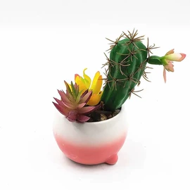 仙人掌及多肉;剥蒜器蒜泥器;酒杯