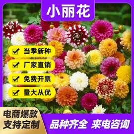 批发小丽花种子小丽菊大丽花花籽易种易活多年生庭院阳台花种重瓣