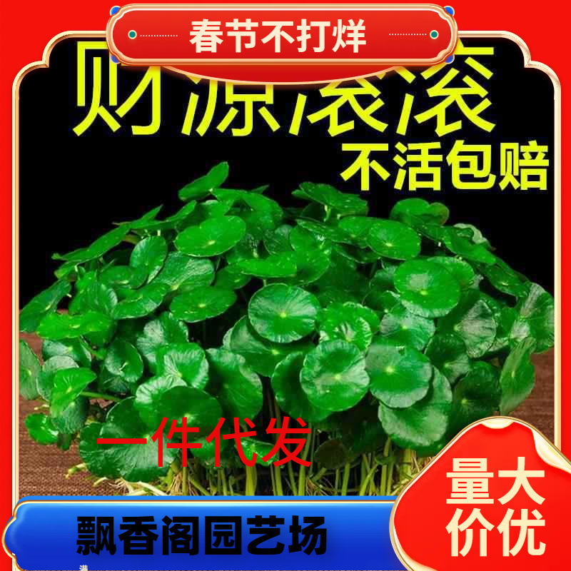 Dropshipping Small Green Plants with Leaves, Copper Coin Grass, Hydroponic Plants, Easy to Grow in All Seasons, Soil Culture Indoor Potted Plants, Large Leaf Money