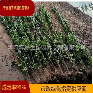 �������������ļ����G�^�~ֲ��ͥԺ�������̾G�h���~����G����ľ