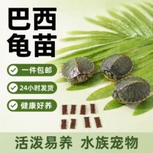 乌龟活物巴西龟小乌龟活体观赏宠物龟大乌龟水龟红耳龟活物情侣龟