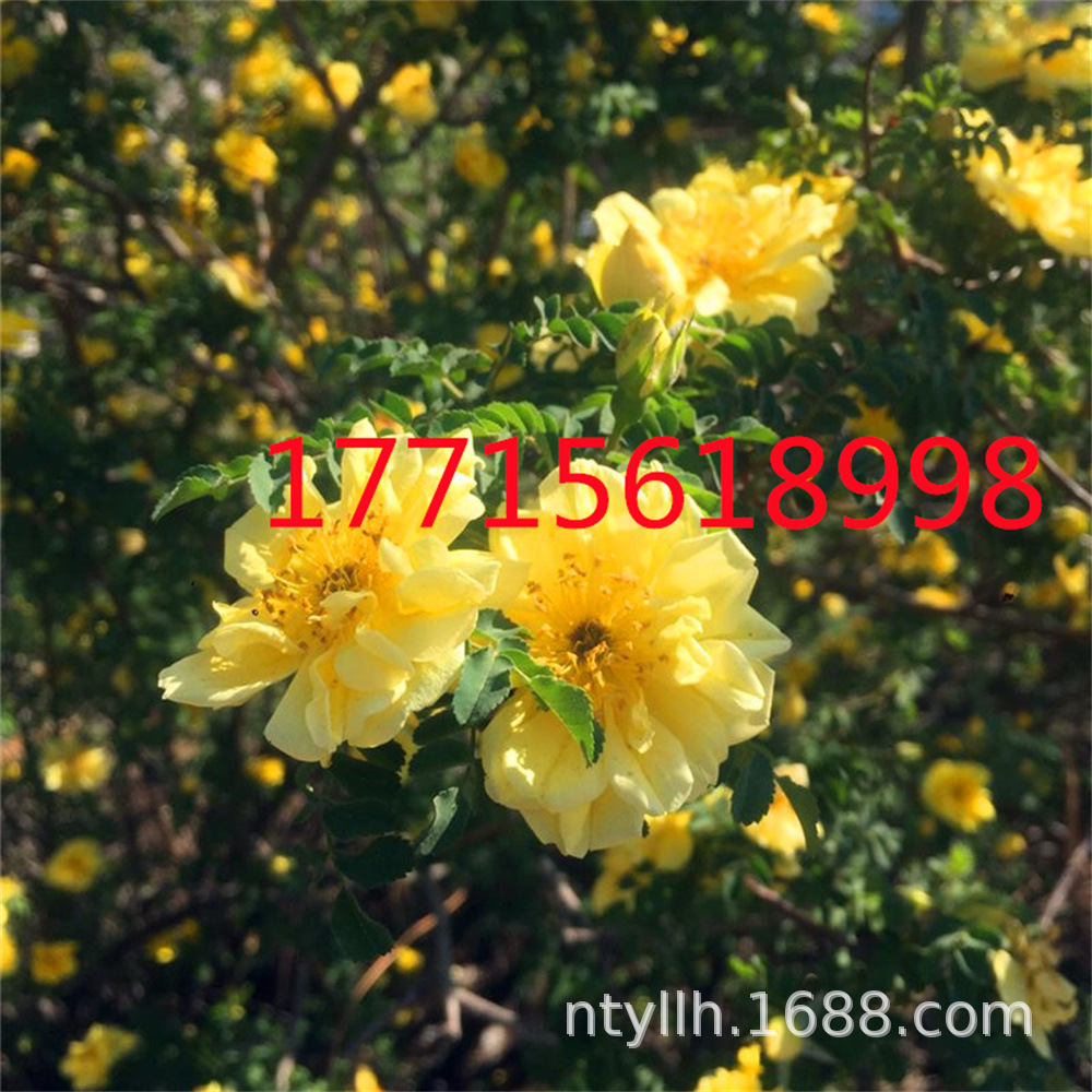 O1CN01RCwhoE1VFpsqMQdPc_!!3402