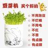fully automatic Bean machine household Germination Cultivation ceramics Bean sprouts Cinnabar