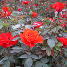 ƷN¼¼ ɻʸ tñ¼ 30-40߼tñ¼