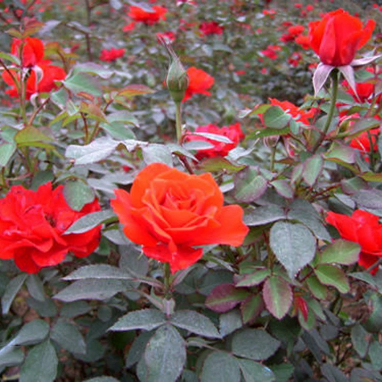 Разнообразие розовых деревьев, крупнокоробковые розы, высокая выживаемость, саженцы розы «Красная шляпа», 30-40 высоких роз «Красная шляпа».