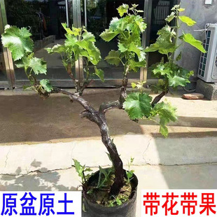 ����ԭ��ԭ���޷����Ȼʺ�ˮ�������簫�����ј������Թ�����