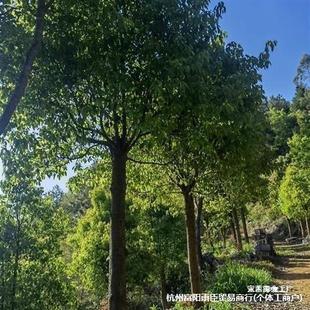 Yl Container Seedling Camphor Sapling cm Transplant Street Tree 20 Others Others