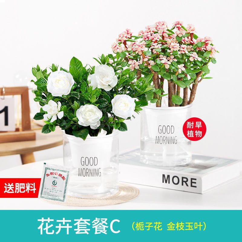 [화분 2개] 치자나무/황금가지와 옥잎