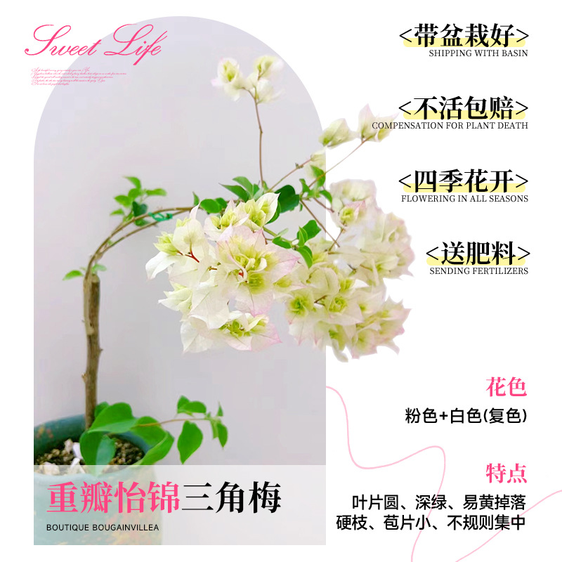 [꽃과 함께 배송되며 수령시 즉시 즐겨보세요] 더블 이진 부겐빌레아 40-50cm