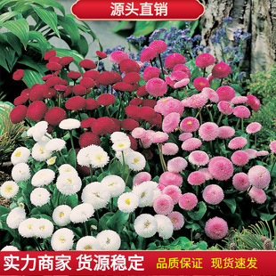 Red Rose Flower Seeds Are Easy to Live in All Seasons and Bloom Flower Seeds Plants Indoor and Outdoor Potted Flower Seeds