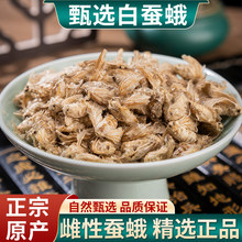 热卖白蚕蛾精品母蚕蛾 雌蛾子 扑棱蛾子白蚕蛾另售其他昆虫大全