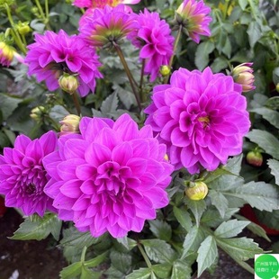 ���ʹ��������Ԏ������l؛�ļ��_���̨ͥԺ���ܰ���С���ջ��S��