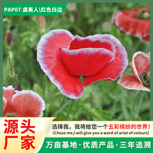 SֱN˷NװlѿһܷNԺӾGNlM@