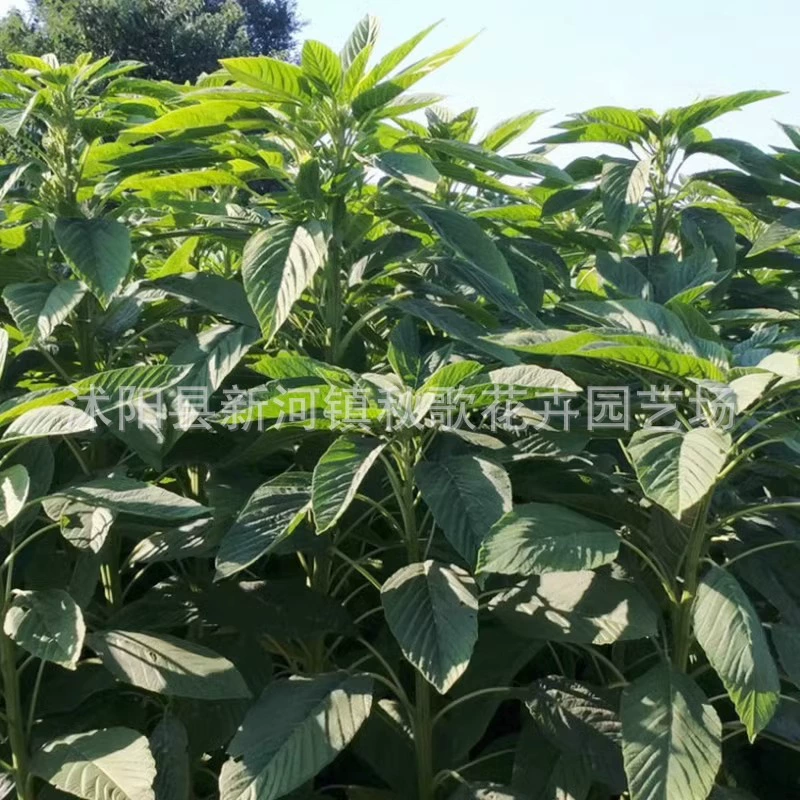 Семена зернового амаранта Высокий белок Тысяча долины шип Спайков Семена амаранта Кормление Курица Утка Гусь Свинья Крупный рогатый скот Овцы Высокоурожайные Семена