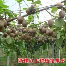 �J���Ҙ���޽Ӽt�īJ�������Ϸ������������̨ͥԺ�������Ե���