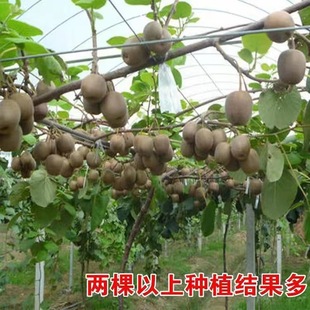 �J���Ҙ���޽Ӽt�īJ�������Ϸ������������̨ͥԺ�������Ե���