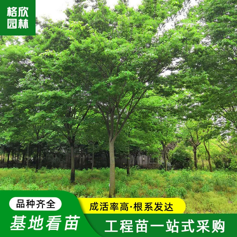 Кластер Саженцы Sapium sebiferum оптом проект озеленения Питомник Дорога пейзаж дерево Саженцы Sapium sebiferum полные спецификации