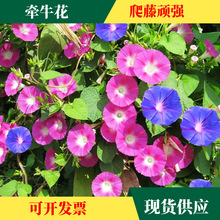 牵牛花种子爬藤喇叭花种子四季播种庭院观赏开花不断易活花种籽子