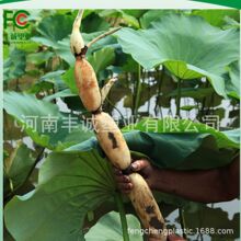 �~����������ˮ���BĤ�Ӻ��ɫˮ�a�BֳĤ�o��Ĥɏź�ط��B����Ĥ