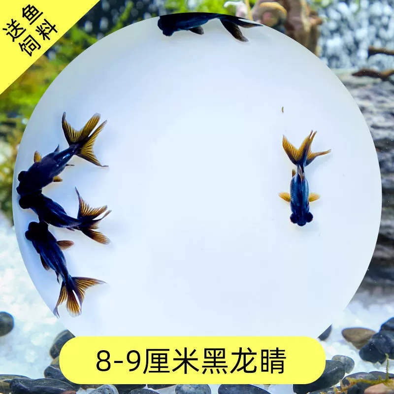 Read the galloping taboo 彂鍏 娲 娲 board