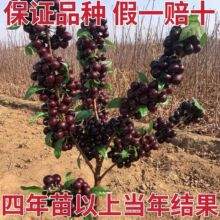 ���C���ڼ޽�܇���Ӷ��˙��ҹ��������Ե����ϱ����Nֲ����֧�l؛