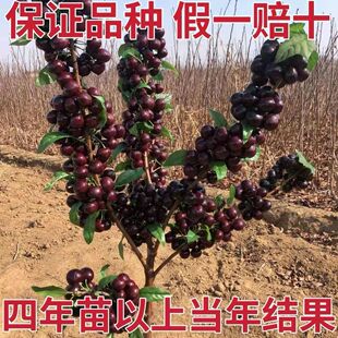 ���C���ڼ޽�܇���Ӷ��˙��ҹ��������Ե����ϱ����Nֲ����֧�l؛