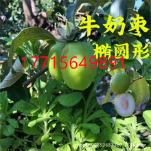 台湾大青枣树苗贵妃蜜枣苗脆甜牛奶苹果蜜丝枣苗南北方种植果树苗