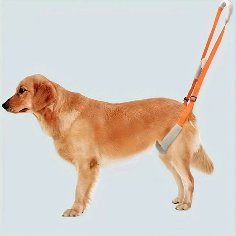 Помощная тренировка по реабилитации домашних животных