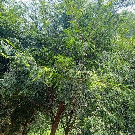 Саженцы одностебельной пихты в горшках, саженцы красной пихты в чашках, южная красная пихта, семена красной пихты манадии