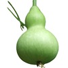 Wholesale Baoshi seeds Ballace Potted courtyard Observation Easy Seed original color bag about 10 wine gourd seed seeds