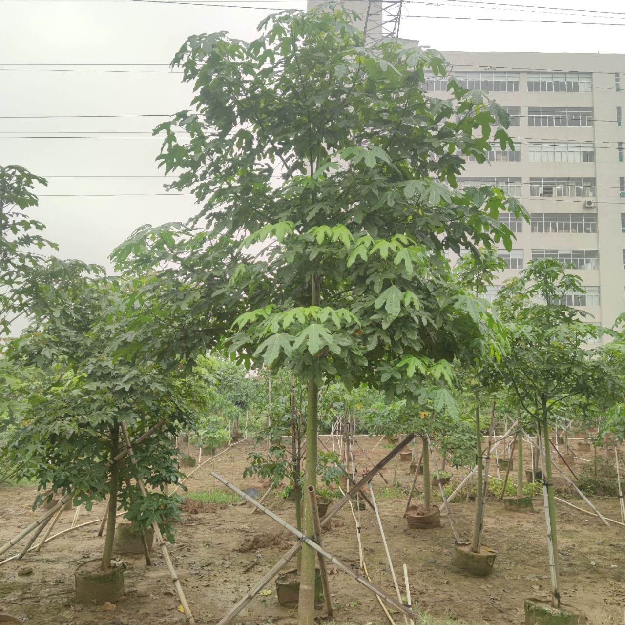 2303 база поставляет австралийское пламенное дерево 8-10 см мешок саженцев с полным кроном дерева Муниципальный дорожный парк зелень