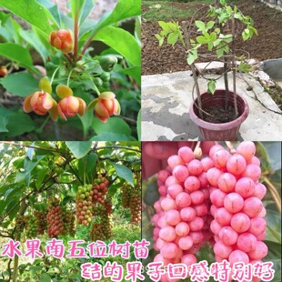 庭院种植五味子树苗方法与选购指南