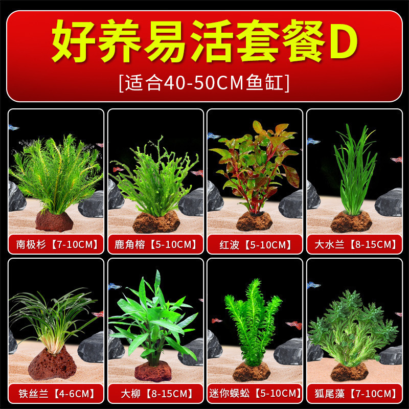 火山石水植物鱼缸净化水质懒人造景摆件全套底砂套餐性真|undefined