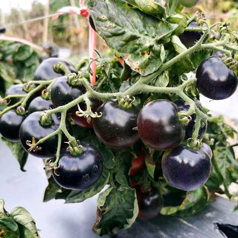 6 dwarf black tomato seedlings 6 trees