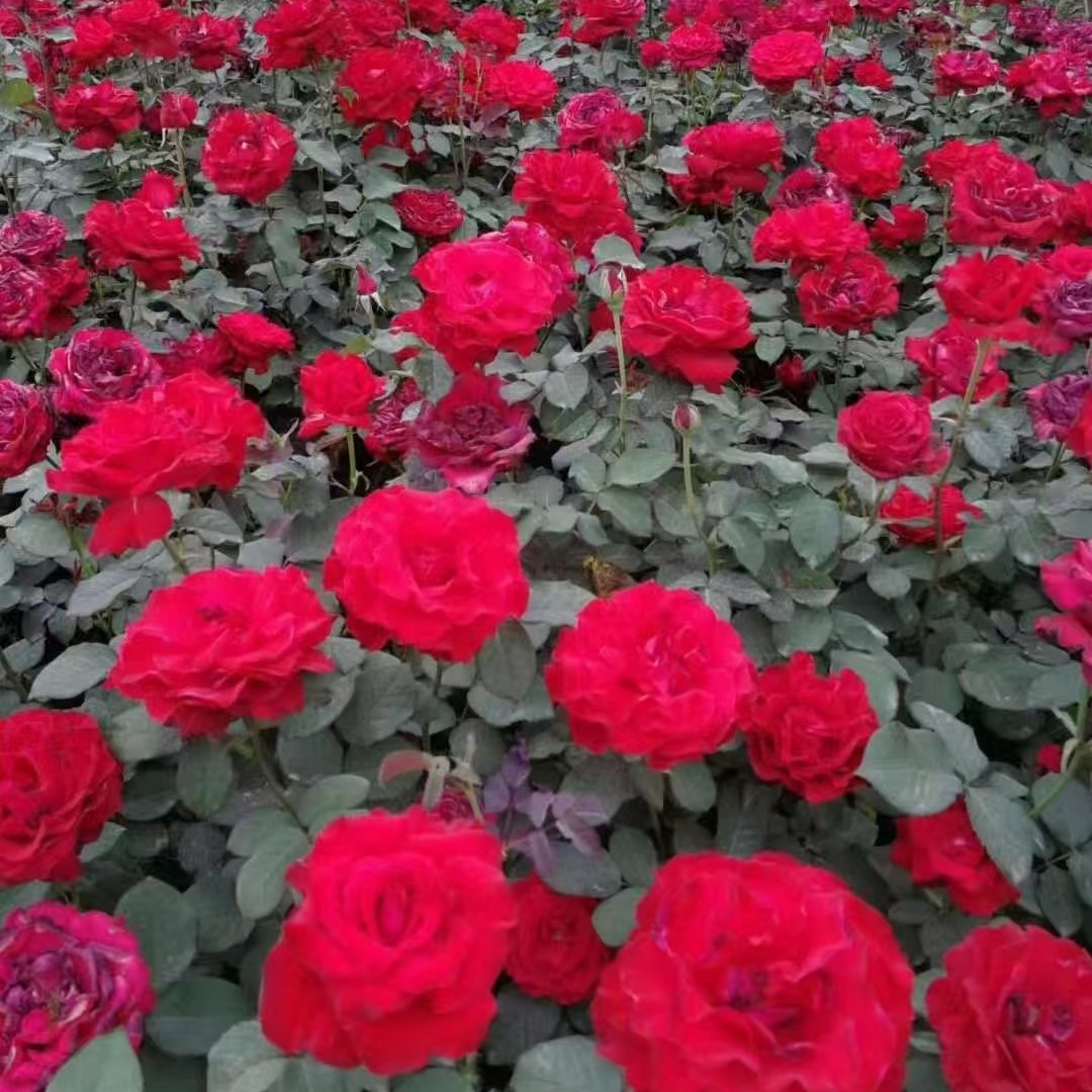 大花月季花特大花卉多头小盆栽玫瑰 蔷薇花苗 丰花月季四季开花