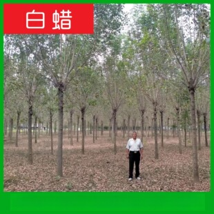 ����ֱ�N��2-30���ְ�Ϟ�� ԭ��/��ñ��Ϟ Ʒ�N�Rȫ ��������