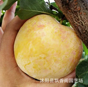 �t�ľ����ش���F��������Ó�Ǵ�t�۾������������ϱ�������Y��