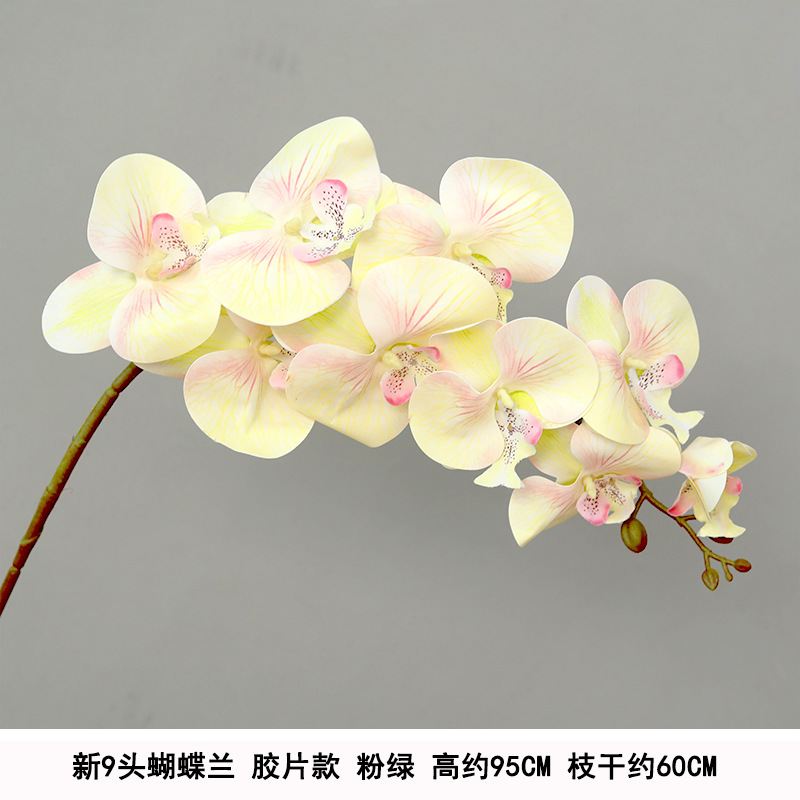 9 films phalaenopsis powder champagne