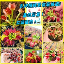 ��ω���i�\��ʳ�x��ʳ�˻���òݲ��ò�ʳ�òݳ����x��Ȥζ����